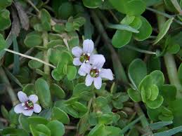 Bacopa Monnieri